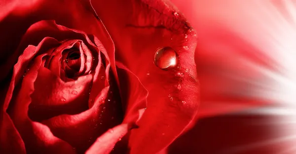 Красная роза с капельками воды и лучи света лепестками. Аннотация — стоковое фото