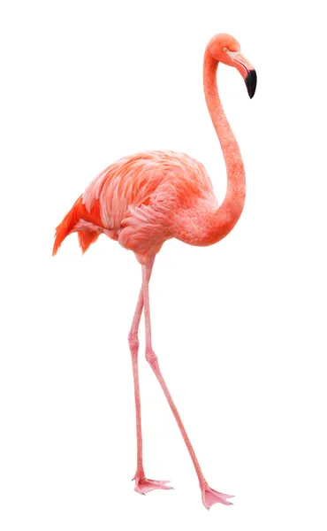 Птицы Фламинго, ходить на белом фоне — стоковое фото