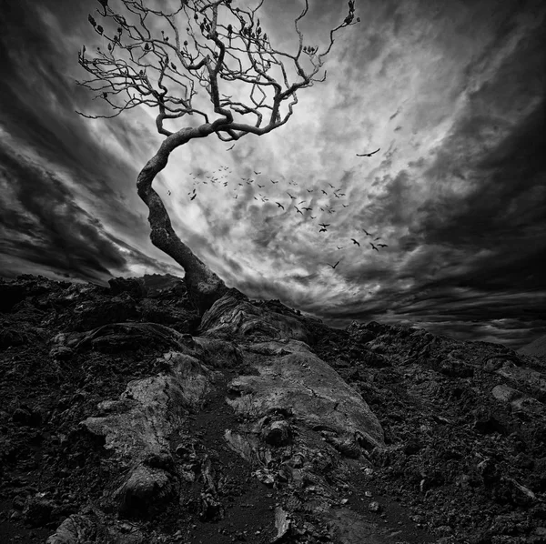 Драматическое небо по старому одинокому дереву — стоковое фото