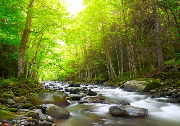 Горная река в лесу — стоковое фото