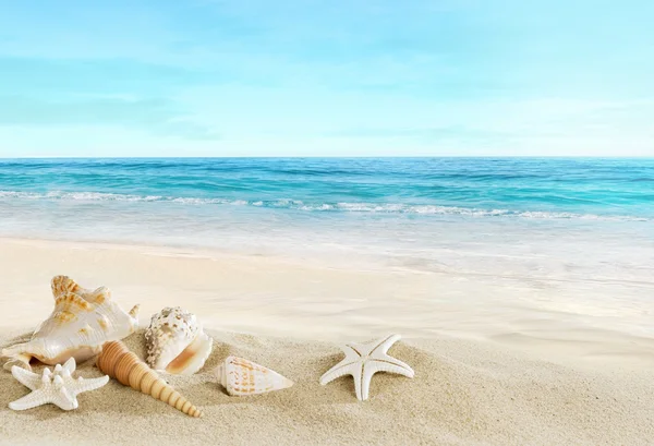 Пейзаж с раковинами на тропическом пляже — стоковое фото