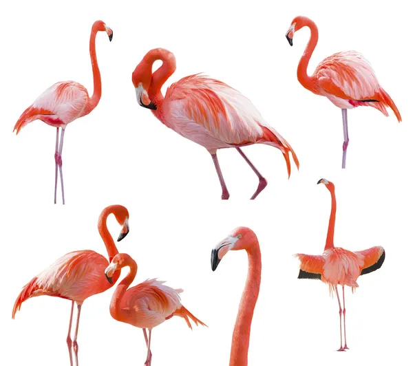 Коллекция Фламинго, изолированные на белом — стоковое фото