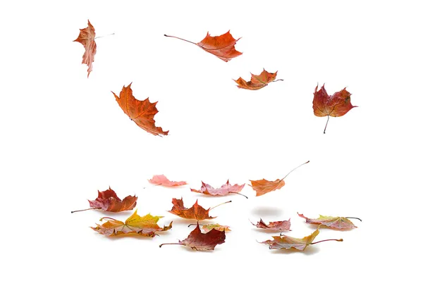 Падают листья Стоковая Картинка