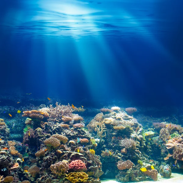 Море или океан подводный коралловый риф сноркелинг или дайвинг му — стоковое фото