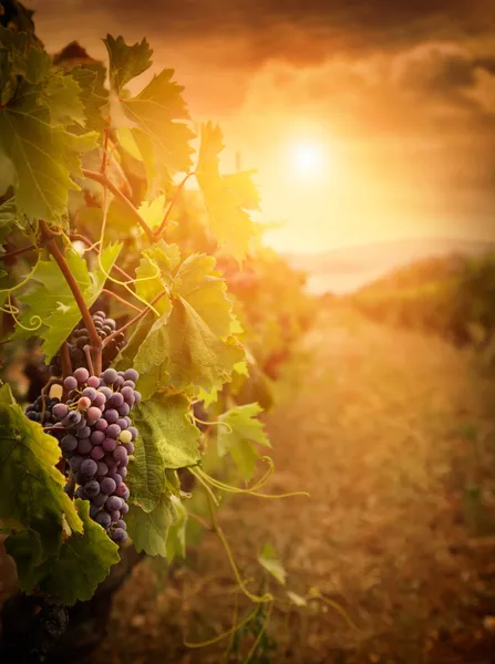 Виноградник в осеннем урожае — стоковое фото