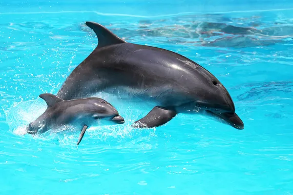 Дельфин с маленьким ребенком, плавающие в воде — стоковое фото