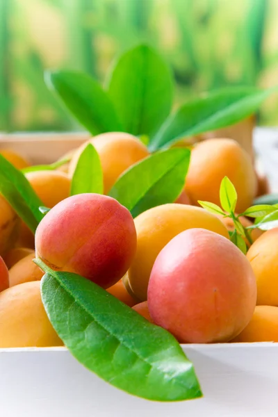 Свежие абрикосы — стоковое фото
