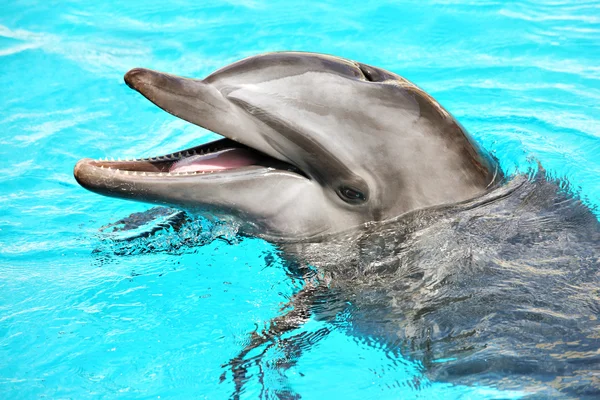Дружественные Дельфин — стоковое фото