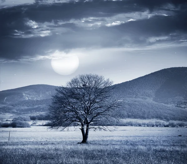 Одно дерево и полная луна — стоковое фото
