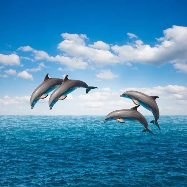 Пакет Прыжки дельфинов — стоковое фото