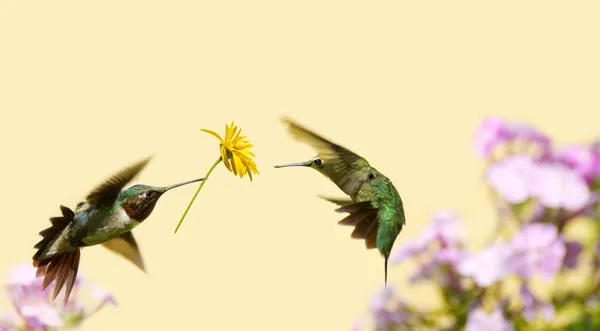Hummingbird Love. — стоковое фото