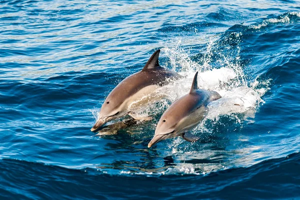 Дельфины, выпрыгивая из воды — стоковое фото