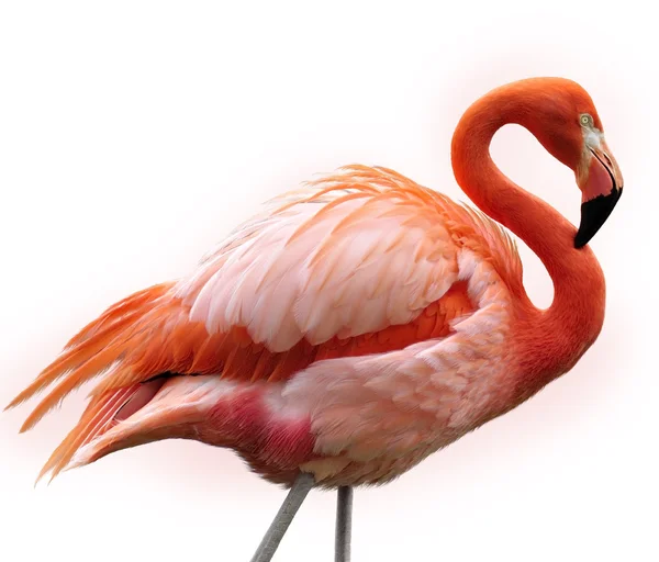 Розовый фламинго — стоковое фото