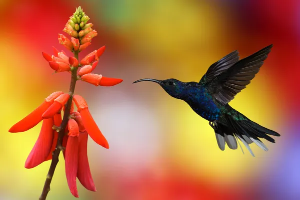 Hummingbird in flight — стоковое фото