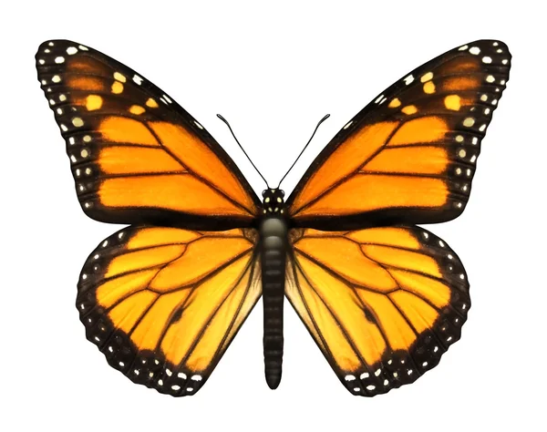 Бабочка Монарх — стоковое фото