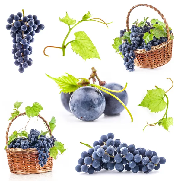 Коллекции темного винограда — стоковое фото