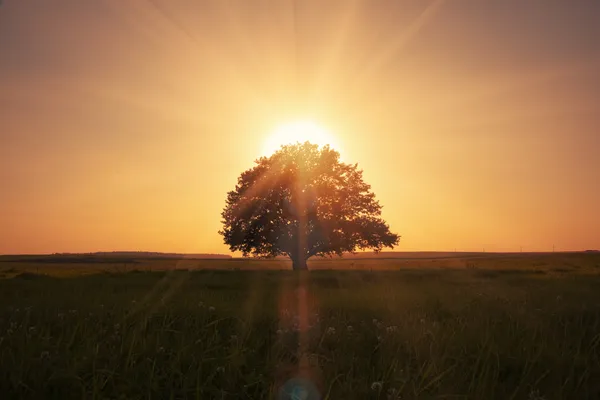 Волшебный восход солнца с деревом — стоковое фото