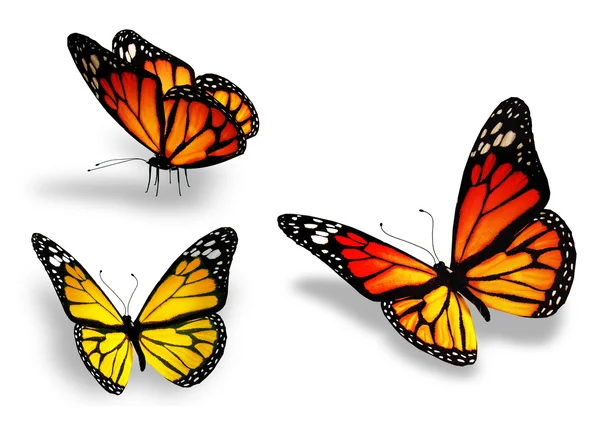 Три желтая бабочка, изолированные на белом фоне — стоковое фото