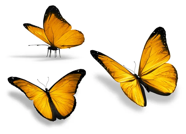Три желтая бабочка, изолированные на белом фоне — стоковое фото