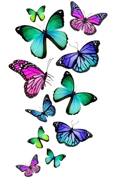 Много различных бабочек, изолированные на белом фоне — стоковое фото