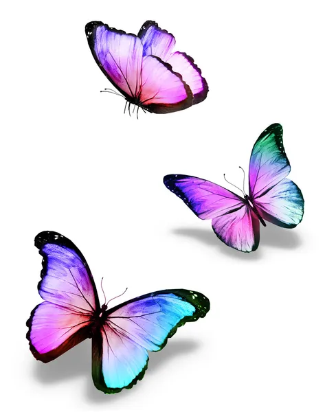Три цвета бабочек, изолированные на белом — стоковое фото