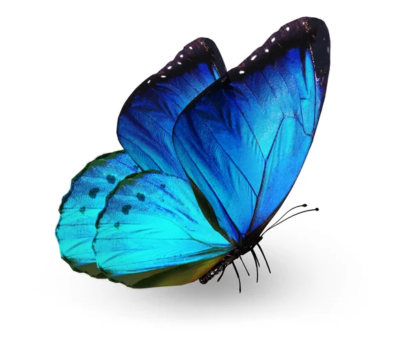 Голубая бабочка, изолированные на белом — стоковое фото