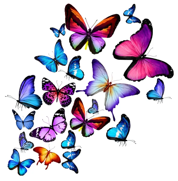 Много различных бабочек, летающих, изолированные на белом фоне — стоковое фото