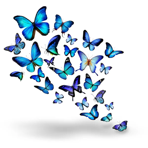 Многие синий разных бабочек летающих — стоковое фото