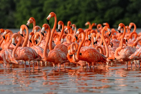 Стадо больше Фламинго — стоковое фото