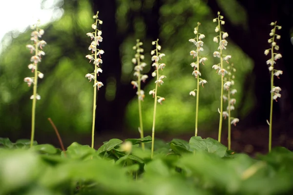 Белые цветы в зеленом лесу — стоковое фото