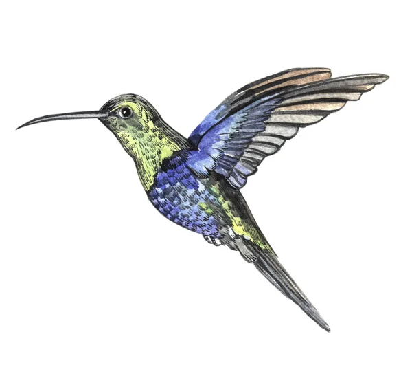 Watercolor sketch bird hummingbird — стоковое фото