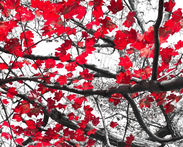 Красные осенние листья на черный и белый — стоковое фото