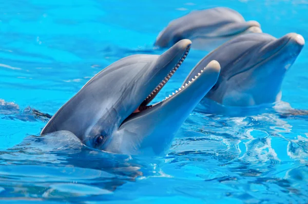 Три красивые и веселые дельфины — стоковое фото