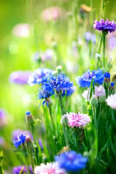 Васильки. дикое синее цветочное цветение. изображение крупным планом — стоковое фото