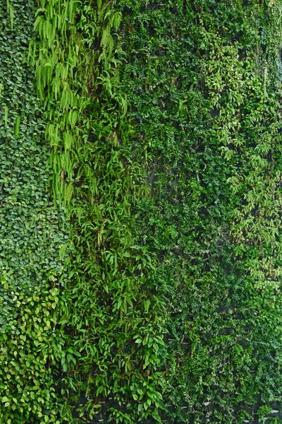 Вертикальный сад природных зеленых листьев текстуры — стоковое фото