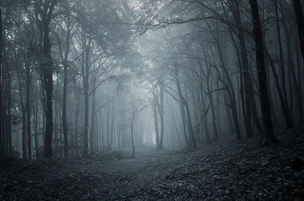 Темный лес вечером — стоковое фото