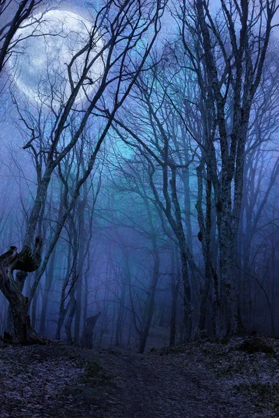 Темный ночной лес agaist полная луна — стоковое фото