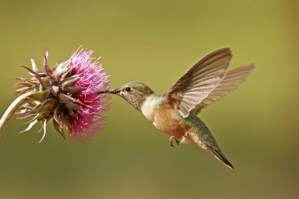 Broad-tailed hummingbird female — стоковое фото