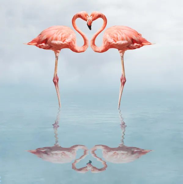 Фламинго в воде, делая формы сердца — стоковое фото