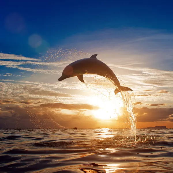 Красивый дельфин, спрыгивающий с яркой воды — стоковое фото