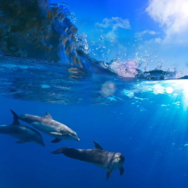 Небольшая толпа дельфинов, играя в лучи солнца под водой — стоковое фото