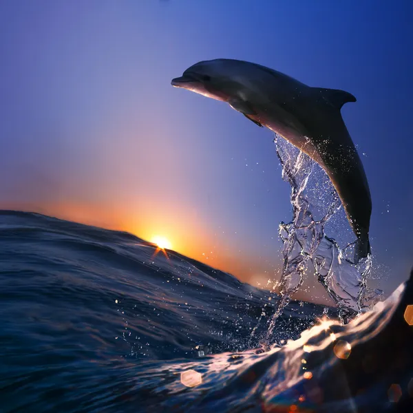 Красиво дельфин, вскочил от watrer на время заката — стоковое фото