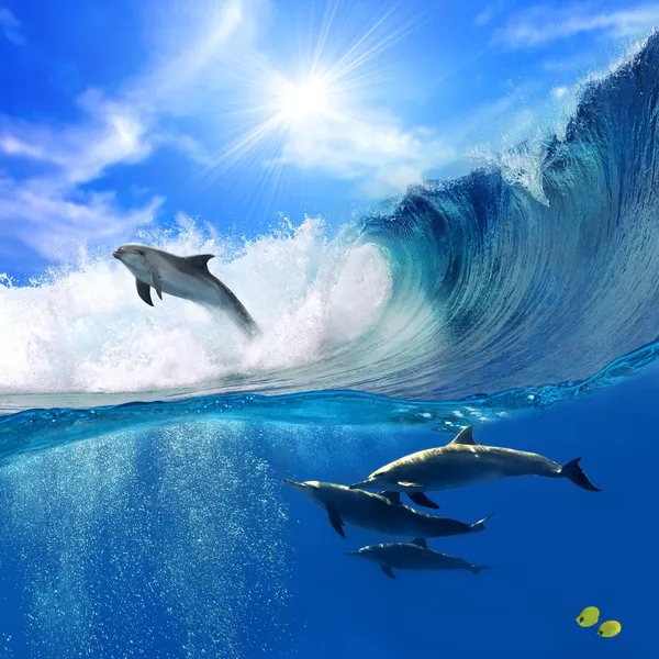 Семья Счастливые дельфины игривый один прыгает от взлома волна — стоковое фото