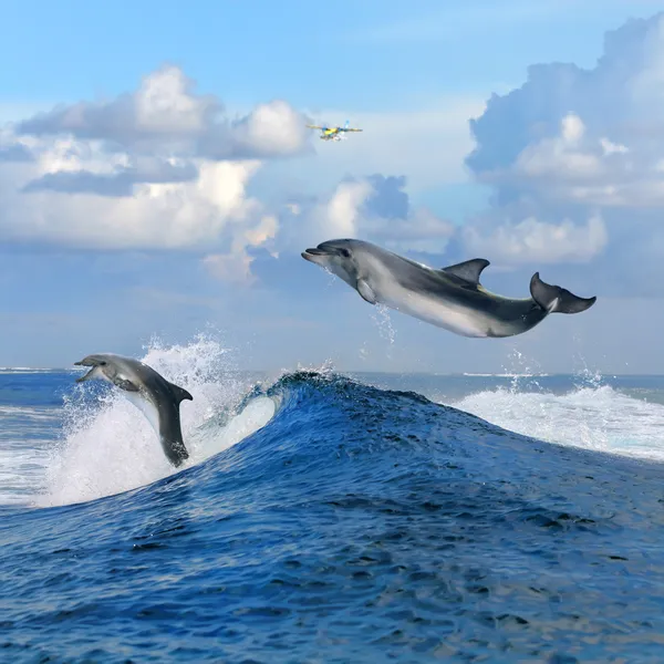 С видом на океан и двух дельфинов прыгать с вьющимися волны — стоковое фото