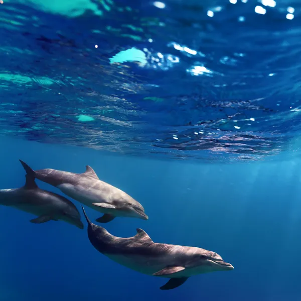 Три дельфина, плавание под водой — стоковое фото
