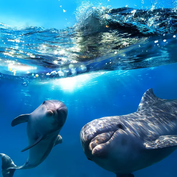 Два забавных дельфина, улыбающиеся под водой очень близко камера — стоковое фото