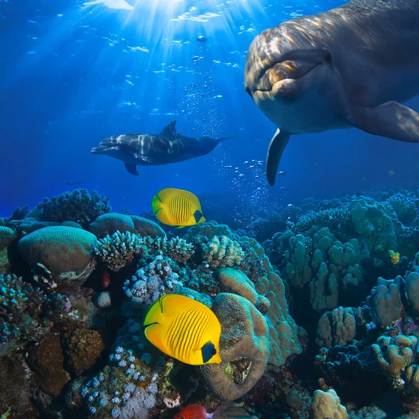 Подводные сцены с двумя дельфинами и желтые рыбы с коралловыми фоном — стоковое фото