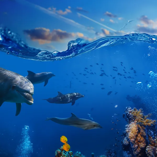 Подводный действий в стадо дельфинов, охота на рыб — стоковое фото