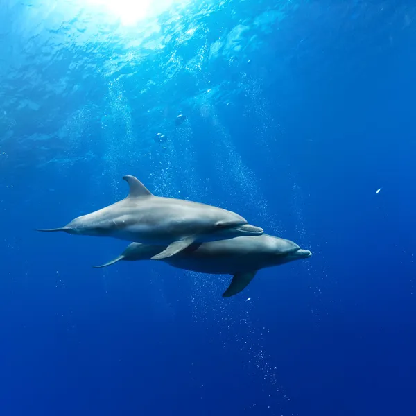 Двух дельфинов плавание под водой — стоковое фото
