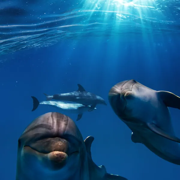 Две веселые Ницца дельфинов под водой — стоковое фото
